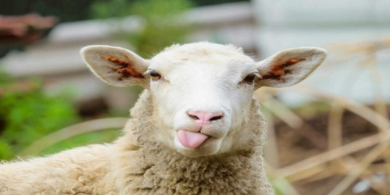 sheep 2100 1050 sheep 2100 1050